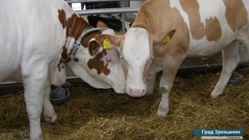 DRŽAVNA POMOĆ STOČARIMA IZ ZRENJANIA: 145.200 kilograma merkantilnog kukuruza (FOTO) DRŽAVNA POMOĆ STOČARIMA IZ ZRENJANIA: 145.200 kilograma merkantilnog kukuruza (FOTO)