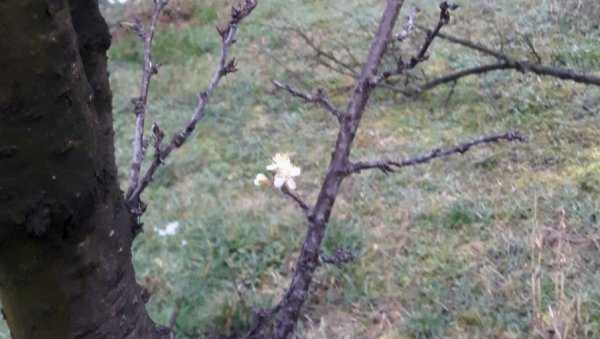 УЛОГ 100 ЕВРА, ПРОФИТ ЗА САМО 20 ДАНА: Два воћара поделила своја искуства - Више о воћки коју одавно знате