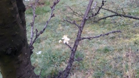 ULOG 100 EVRA, PROFIT ZA SAMO 20 DANA: Dva voćara podelila svoja iskustva - Više o voćki koju odavno znate