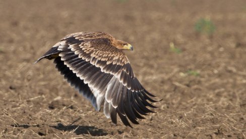 NAŠ FELIKS ZAROBLJEN U BEJRUTU: U toku je prikupljanje sredstava da se prebaci u Srbiju