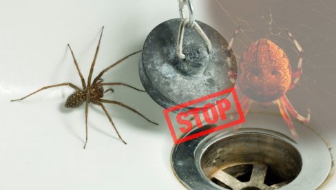 UPOZORENJE NAUČNIKA: Nipošto ne ubijajte pauke u svojoj kući