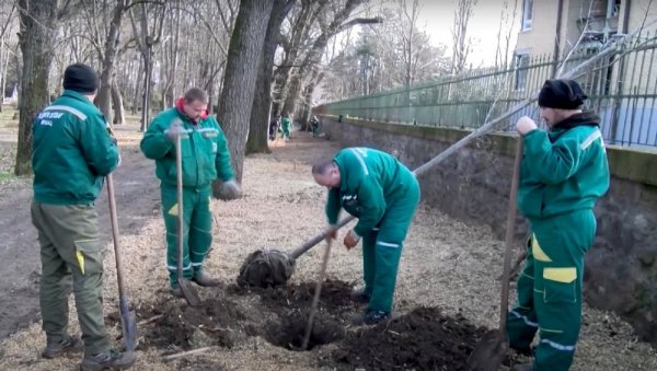 НОВО ДРВЕЋЕ ПОСЛЕ 75 ГОДИНА: Градски парк у Вршцу подмлађују са 148 стабала