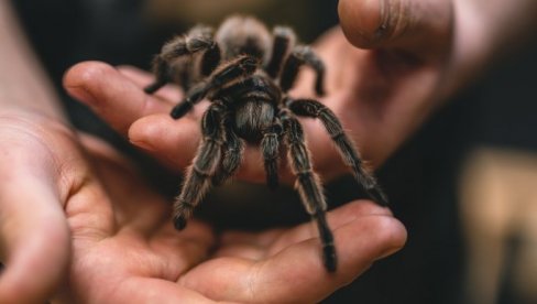 NAJVEĆI MUŠKI PRIMERAK: Najotrovnijeg pauka na svetu pronađen u Australiji
