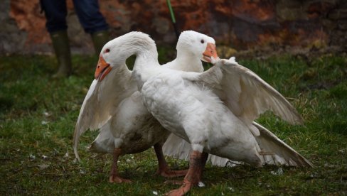 NEGUJU TRADICIJU TRI I PO DECENIJE: U Melencima se danas održava nadmetanje gusana