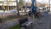 POSTAVLJENE I ZAŠTITNE OGRADE: Orezivanje platana u Požarevcu uz asistenciju policije