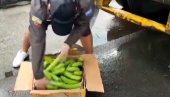 SA BANANAMA SPAKOVAN ZA BELGIJU: Policija zaplenila više od 8 tona kokaina