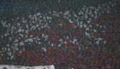 PRENOS, Crvena zvezda - Seltik: Burno u Beogradu!
