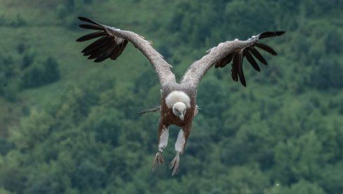 OBLETEO SVET PA SE VRATIO STAROJ LJUBAVI: Beloglavi sup Darko posle 15 godina lutanja skućio se u rodnom kraju u klisuri Uvca