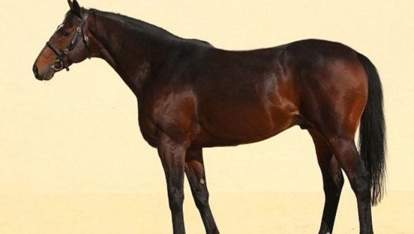 ЧЕШКА ПОЛИЦИЈА: Коњ Кадирова није украден, изнет је из ЕУ уз сагласност власника