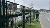 ZELENI ZID DUG 440 METARA: U Ulici Narodnog fronta u Novom Sadu blizu 2.500 biljaka