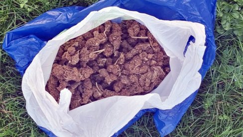 PAO ZBOG KANABISA Pripadnici MUP uhapsili Kraljevčanina PAO ZBOG KANABISA Pripadnici MUP uhapsili Kraljevčanina