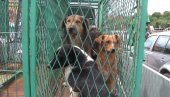 ПРЕСЕЧЕН ЛАНАЦ НЕЛЕГАЛНОГ УЗГОЈА И ЗЛОСТАВЉАЊА ПАСА:  Пронађено 11 скупоцених штенаца у Банатском Карађорђеву