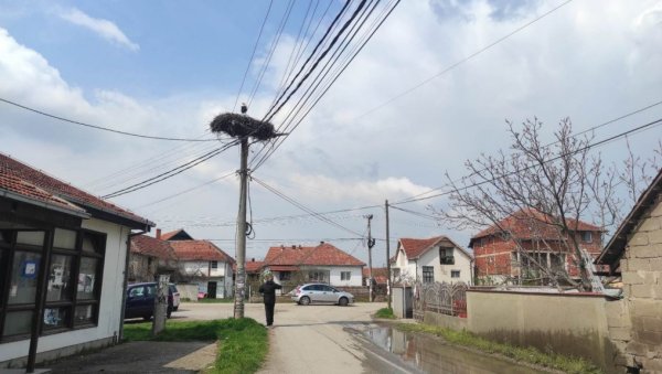 НИ ОРНИТОЛОЗИ НЕ ЗНАЈУ ЗАШТО ЈЕ ТАКО: Беле роде много воле Доње Међурово