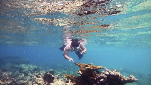 ŠTA POVEZUJE KOSTI I MORSKE ZVEZDE: Sitni nevidljivi svet nudi puno odgovora (FOTO)