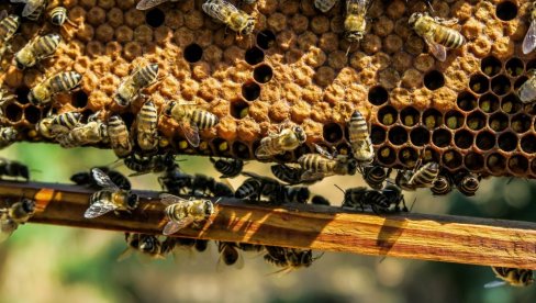 PČELE UMIRU PO CELOM SVETU: Truju ih herbicidima, pesticidima i zbog ekoloških problema