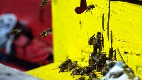 KOŠNICE PREPLAVILE GLAVNI TRG U LIONU: Pobuna francuskih pčelara