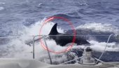 ЈЕЗИВ СНИМАК: Китови убице су сат времена покушавали да нам преврну јахту - били смо немоћни (ВИДЕО)