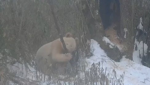 JEDINA NA SVETU OVE VRSTE: Kamere u nacionalnom parku snimile albino pandu (VIDEO)