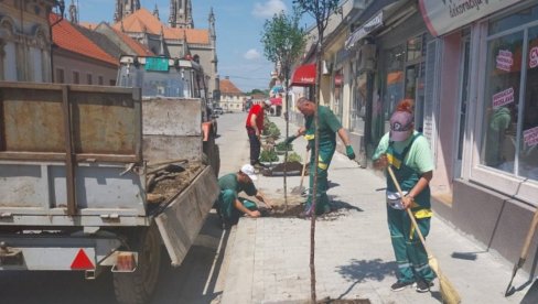 NOVI SJAJ NEKADAŠNJE VRŠAČKE PROMENADE: U Ulici Vuka Karadžića posađeno 40 stabala sibirske višnje