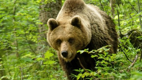 SLOVAČKA GORSKA SLUŽBA SPASAVANJA: Žena iz Belorusije preminula bežeći od medveda