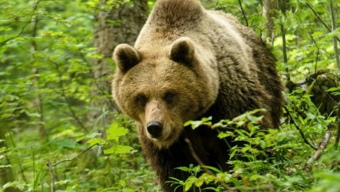 ODLOŽENO TAKMIČENJE NEDELJA DEBELOG MEDVEDA: Takmičar ubio drugog takmičara