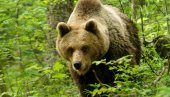 ОД МЕДВЕДИЦЕ ПОБЕГАО НА ДРВО: Најезда дивљих звери код Пљеваља сеје страх међу мештанима
