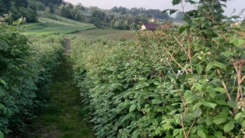 ZABRINJAVA RANO BUĐENJE MALINE: Mart bi mogao da donese veliki problem