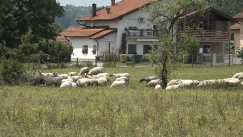 BUJICA ODNELA 65 OVACA I JAGNJADI: Katastrofalne posledice poplava u Srpskoj (FOTO)