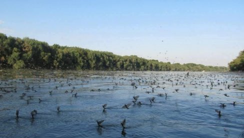 ТИСА ЦВЕТАЛА У НЕДЕЉУ: Ретки инсект се појавио изнад воде и одиграо свој љубавни плес  (ФОТО/ВИДЕО)