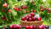 KO IMA PLATIĆE, KO NEMA GLEDAĆE! Cena trešanja obara sve rekorde, na tezgama rasprava svaki dan