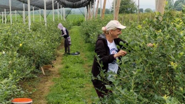 БЕРАЧИ ВОЋА САД ИМАЈУ МЕНАЏЕРЕ: Зараде 1.500 динара по човеку дневно