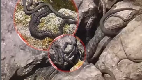 НА ОБАЛИ ЈАДРАНА: Туриста налетео на легло змија које скачу - има их мноштво, снимак је језив (ВИДЕО)