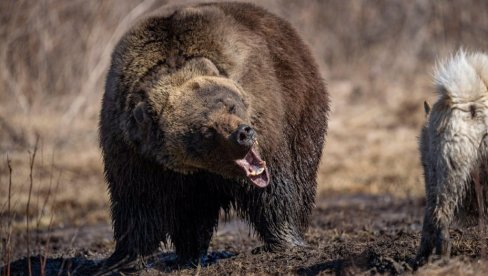 MEDVEDI OKUPIRALI CELO SELO Meštani u strahu: Raskomadali su ih kao mesari