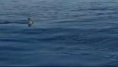 ПРЕЖИВЕО НАПАД АЈКУЛЕ : Мушкараца спасио пријатељ подводном пушком