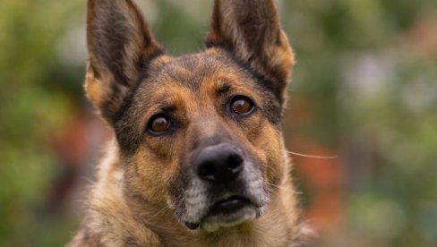 MOŽETE DA MU POVREDITE OSEĆANJA: Ove četiri stvari nikako ne radite svom psu