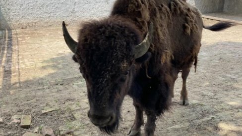 ЗОО ВРТ ДОБИО БИЗОНА: Нови становник добио је свој кутак