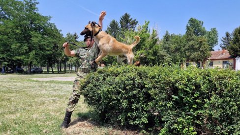 ОПАСНЕ ЗВЕРКЕ ВОЈСКЕ СРБИЈЕ: Погледајте како изгледа обука војних службених паса за специјална дејства (ФОТО)