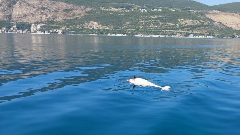 UGINUO DELFIN U HERCEG NOVOM: Užas u Crnoj Gori