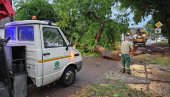 СОМБОР ПОГОДИЛО СНАЖНО НЕВРЕМЕ: Олујни ветар ломио гране и чупао дрвеће