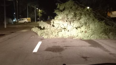 VETAR RUŠIO STABLA, NESTAJALO STRUJE: Nevreme zahvatilo i Kikindu (FOTO)