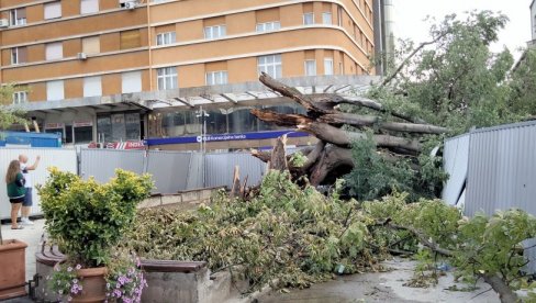 KOPRIVIĆ NIJE ODOLEO, ALI TO NIJE NJEGOV KRAJ: Seme stabla starog vek i po, koga je polomila oluja, biće posađeno po Novom Sadu