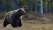 MEDVED U DVORIŠTU ŠKOLE: Životinja u potrazi za hranom - stanovnici uznemireni