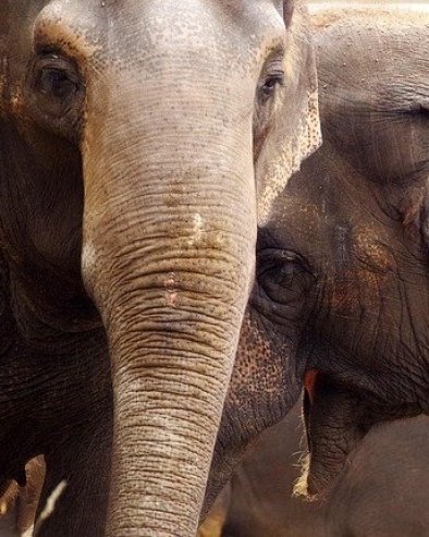 НЕВИЂЕН ХОРОР НА ПРУЗИ: Експресни воз налетео на крдо слонова