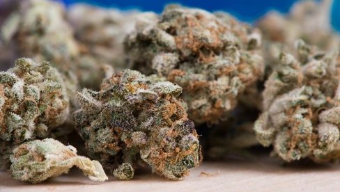 УХАПШЕН ЗБОГ ПРОИЗВОДЊЕ НАРКОТИКА: Чачанину у Кладову пронашли лабораторију за узгој марихуане