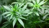 ПЕТОРО СРБА УХАПШЕНО У НЕМАЧКОЈ: Нађено им чак 140 килограма марихуане