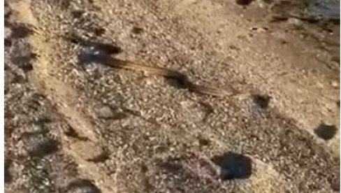 ВЕЛИКА ЗМИЈА ИЗАШЛА ИЗ МОРА: Данима не могу да је ухвате - паника на плажи на Евији (ВИДЕО) ВЕЛИКА ЗМИЈА ИЗАШЛА ИЗ МОРА: Данима не могу да је ухвате - паника на плажи на Евији (ВИДЕО)