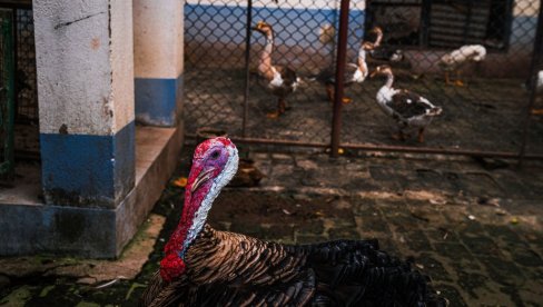 OD SADA NA STOLU I ĆURKA: Ukrajinci bi da slave Dan zahvalnosti