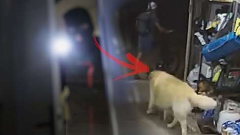 SVETSKA SENZACIJA: Snimio šta je njegov pas uradio kad je video provalnika - kažu da je najgori na planeti (VIDEO)