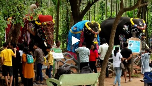 INDIJA: Slonovi okupani i ukrašeni na proslavi Svetskog dana slonova