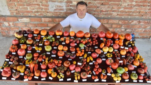 REKORDERI NA BALKANU: Porodica Antić iz Ćuprije uzgaja čak 360 sorti paradajza (FOTO)